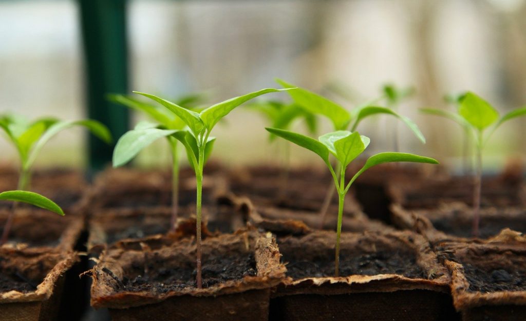Indoor Farming