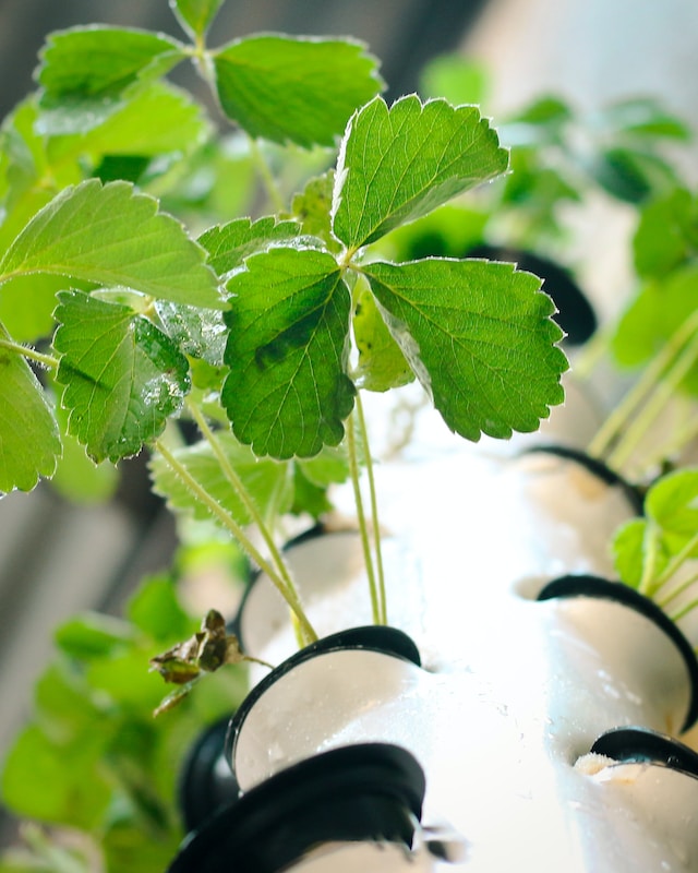 Modern hydroponic farming setup growing leafy greens in a sustainable soil-less system